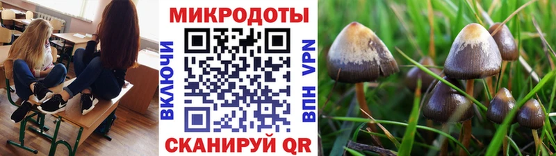 Псилоцибиновые грибы Psilocybine cubensis  Юрьев-Польский 